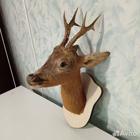 Чучело головы косули