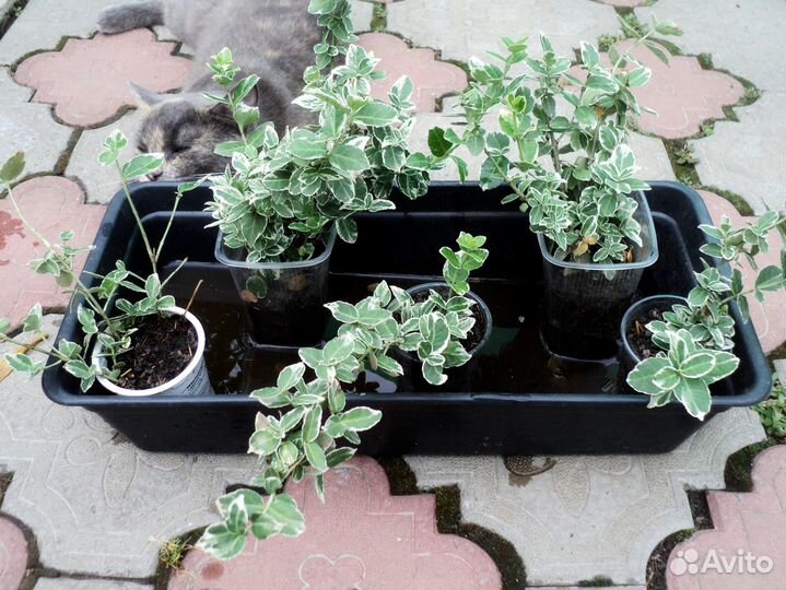 Бересклет вечнозеленый