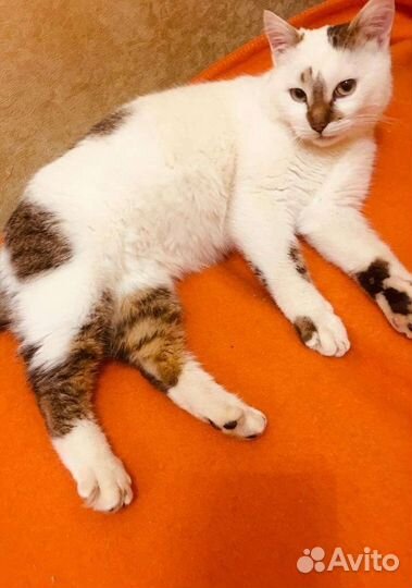 Шикарный котик