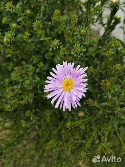 Сентябринки