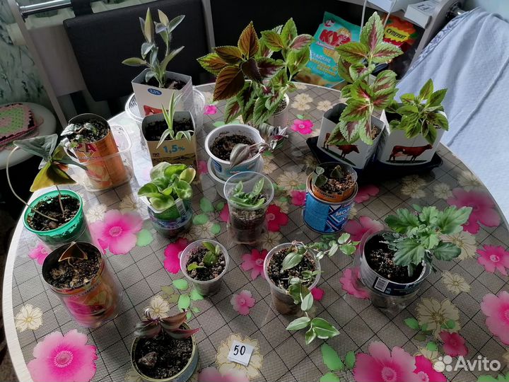 Комнатные растения