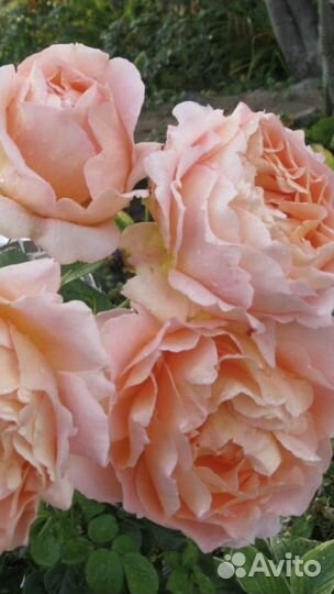 Роза привитые