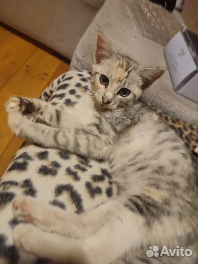 Котёнок девочка