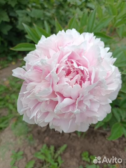 Корневище пиона