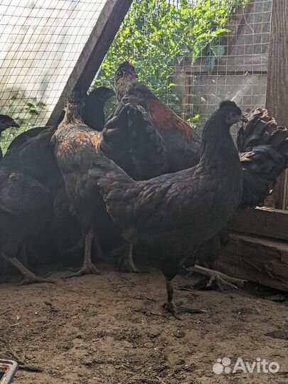 Породистые куры