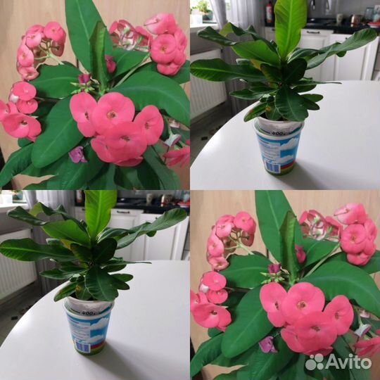 Молочай миля