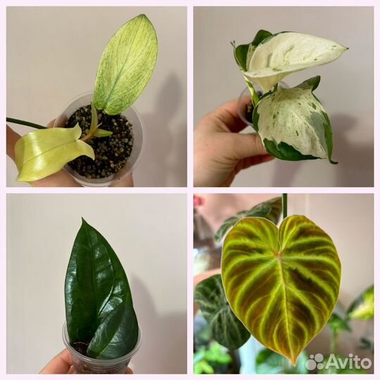 Самые разные комнатные растения