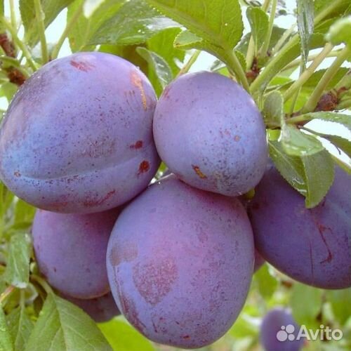 Саженцы Сливы