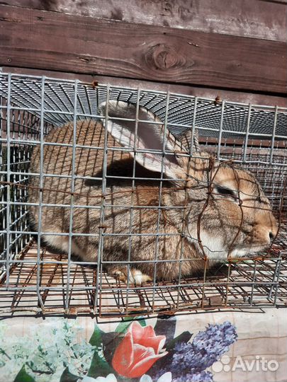 Кролики мясных пород