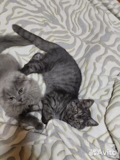 Шотландская вислоухая кошка, кот