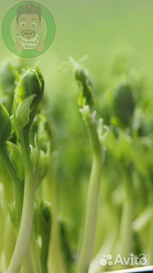 Семена для микрозелени Базилик Арарат