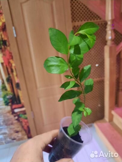 Лагерстремия (индийская сирень)