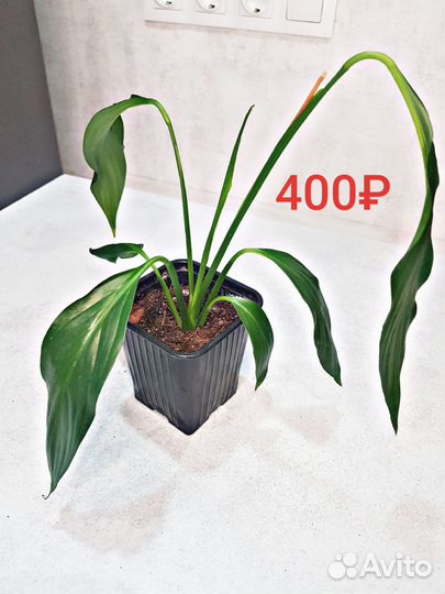 Спатифиллум Сильвер Купидо