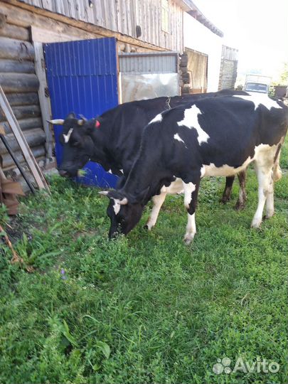 Корова дойная