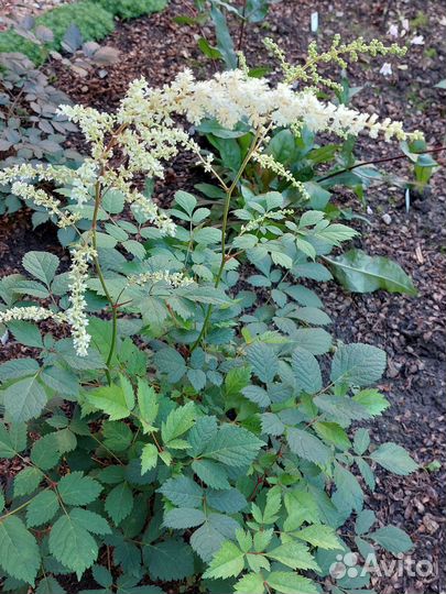 Астильба белая страусиное перо