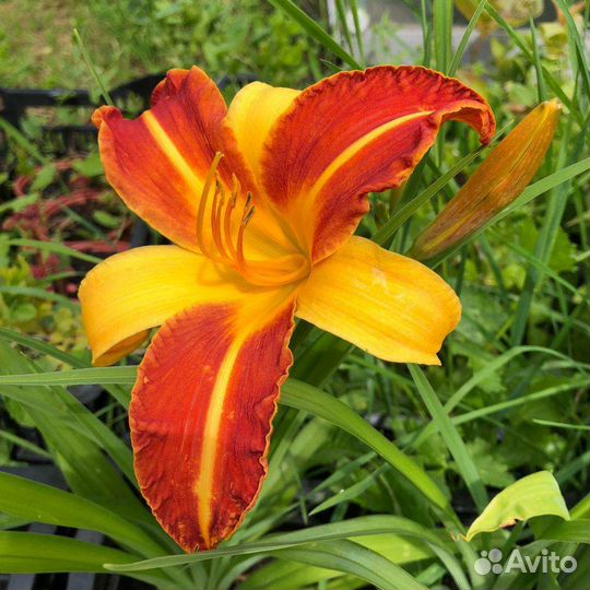 Саженцы многолетних цветов