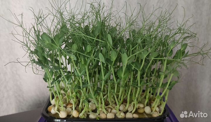 Микрозелень под заказ