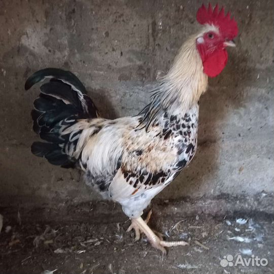Куры петухи