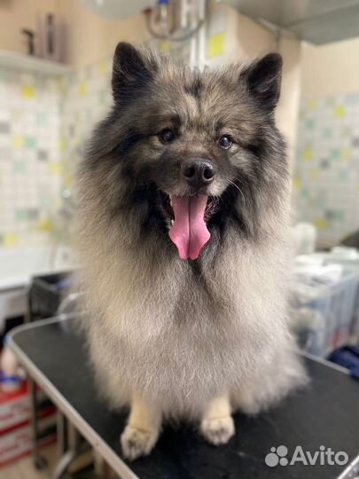 Стрижка кошек и собак