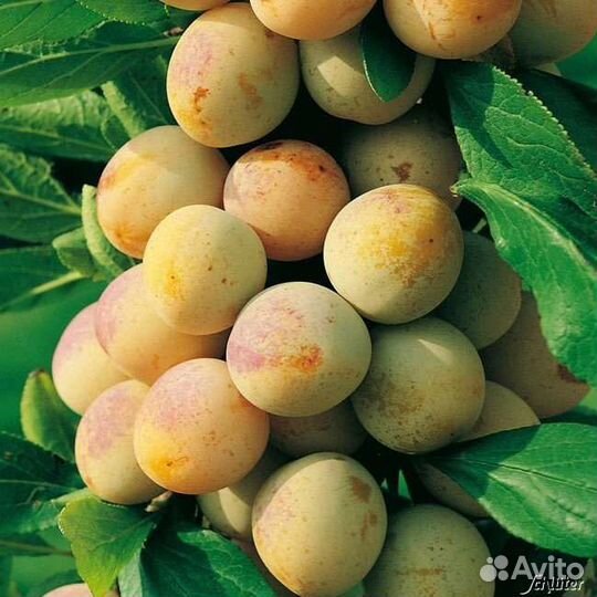 Слива колоновидная