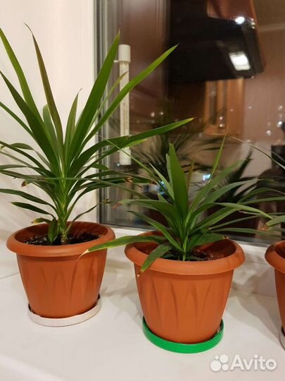 Пальмочка домашняя