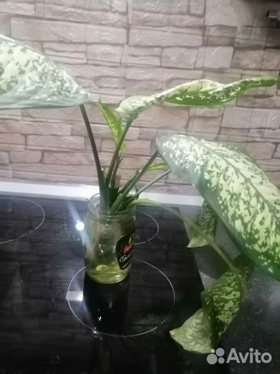 Монстера, дифинбахия