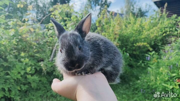 Крольчата декоративные