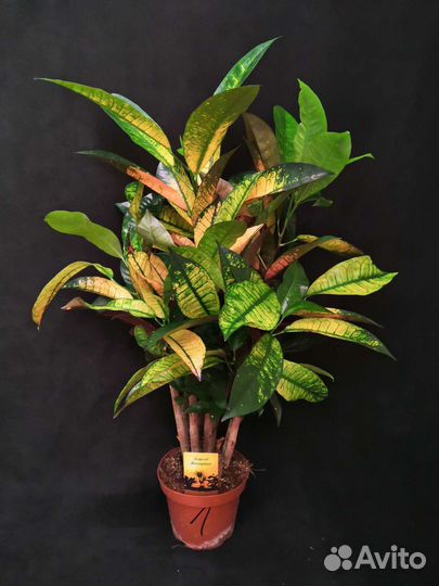 Кротон миссис айстон 14/70