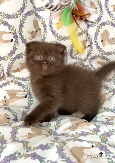 Шотландская вислоухая шоколадка