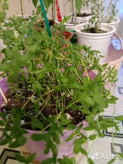 Рассада тимьяна и горького перчика домашнего