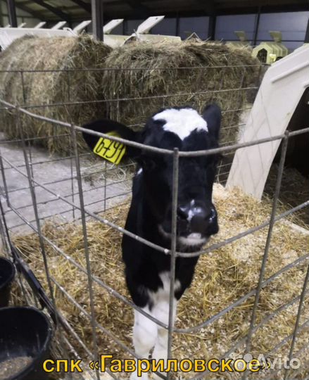 Телята. Бычки