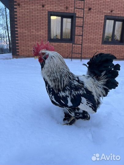Петухи