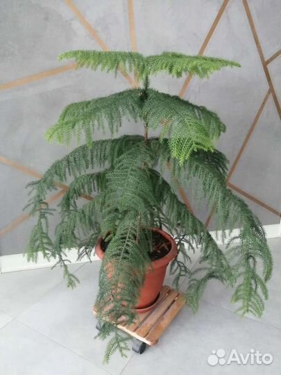 Араукария, взрослое растение