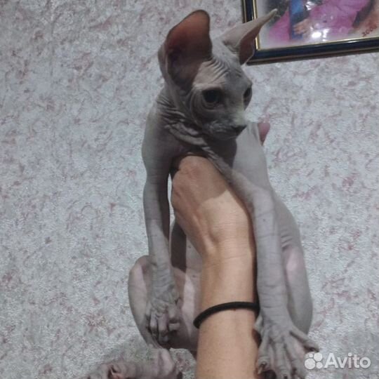 Канадский сфинкс