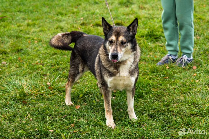 Метис лайки в добрые руки