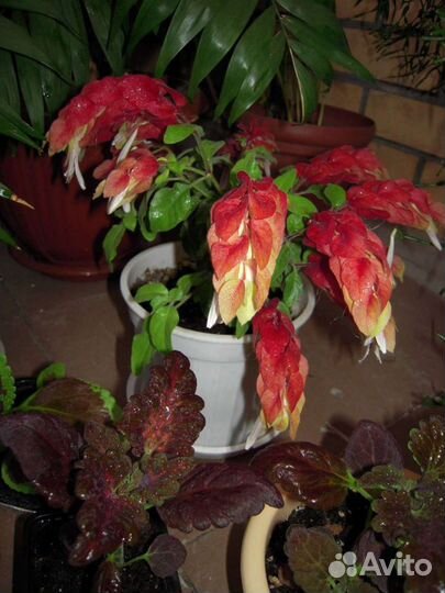 Белопероне капельная