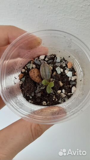 Суккуленты 5 сортов (шоколадное золото, шоколад:)