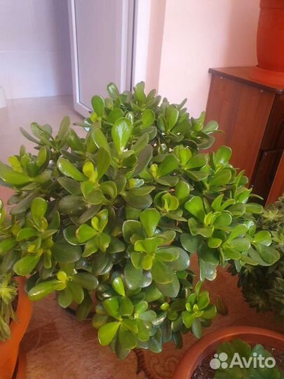 Денежное дерево