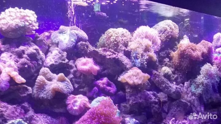 Морской аквариум