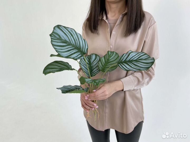 Растения цветы искусственные в кашпо Калатея