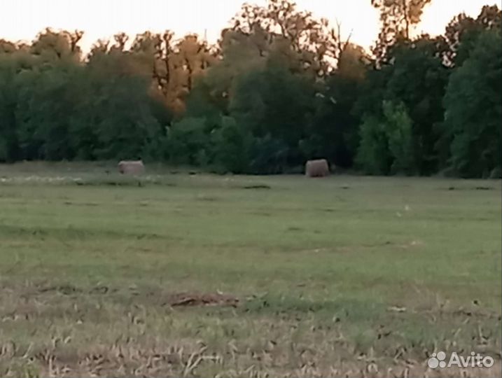 Сено луговое