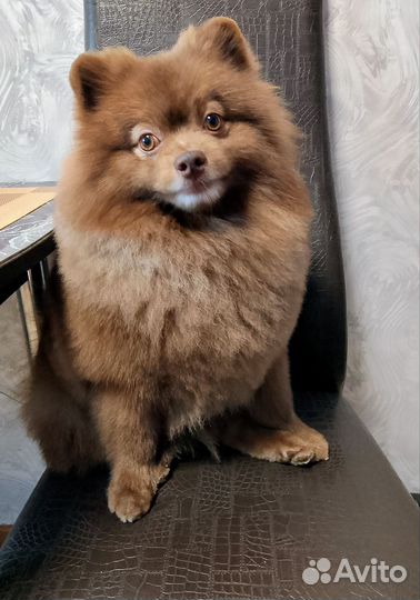 Померанский шпиц.вязка