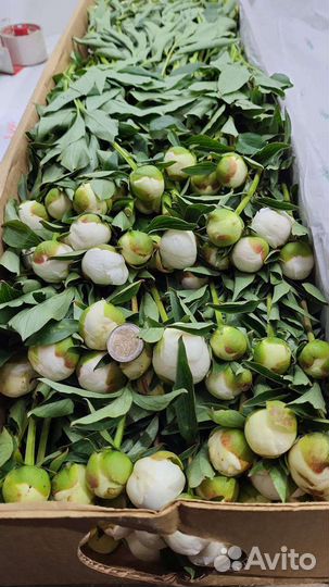 Пионы опт коробка доставка цветы Москва