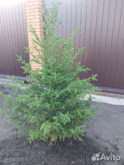 Ель сибирская