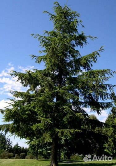 Тсуга разнолистная