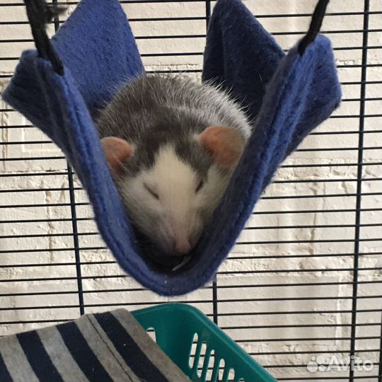 Передержка животных