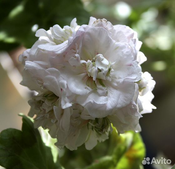 Пеларгония (герань) плющелистная (ампельная)