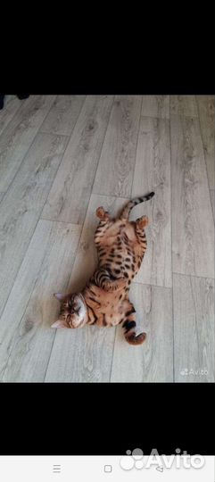 Бенгальский кот вязка