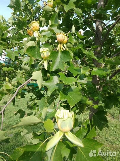 Тюльпановое дерево