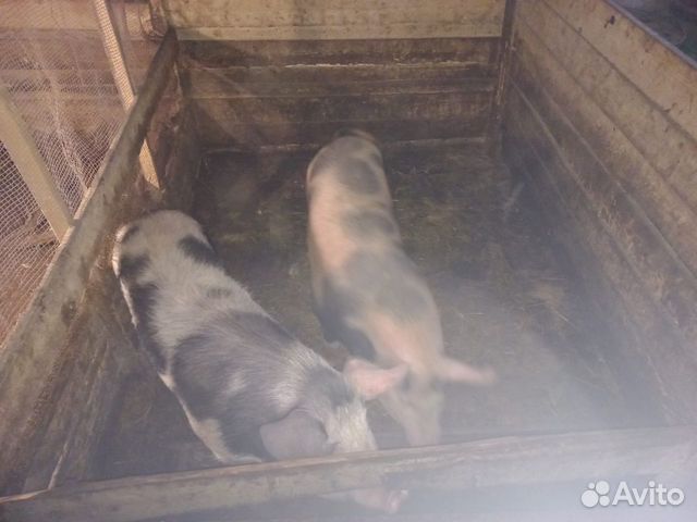 Свиньи живым весом или мясом объявление продам